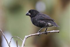 Large Ground-Finch